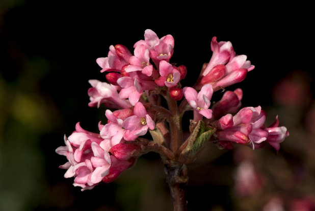 Viburnum × bonantense ‘Dawn’