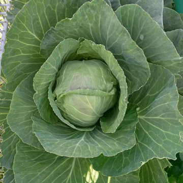 2025 Home Gardening