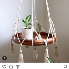 plants