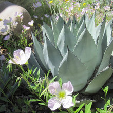 Southwest Garden Design