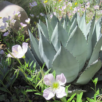 Arizona Wildflower and Wildlife Garden