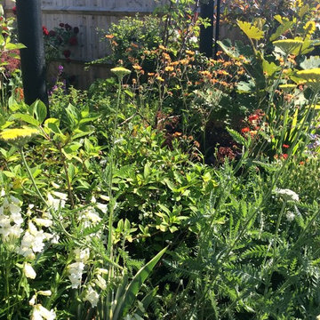Town garden design & Build