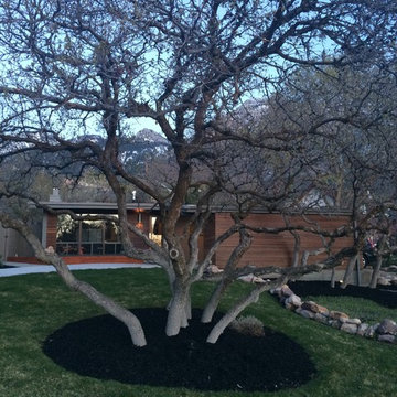 Olympus Cove: Black Mulch
