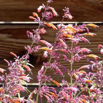 Licorice mint at Waterwise Landscapes office