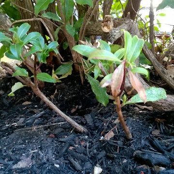 Plant Identification - I've inherited a 5b/6a jungle...