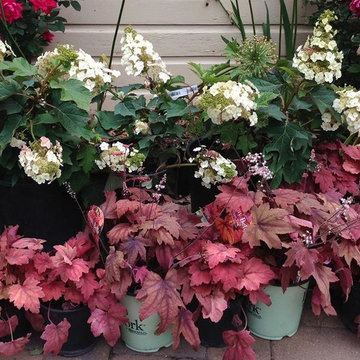 Munchkin hydrangeas with Sweet Tea foam flowers for mid to late summer bloom