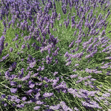 Lavande Lavandula angustifolia