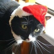 Tricia Perilloux's photo