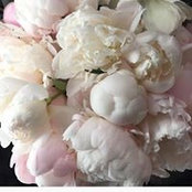 Annamaria D'orsa's photo