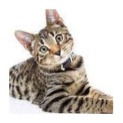 Katze H's photo