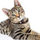 Katze H