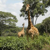 Amina Abdi's photo