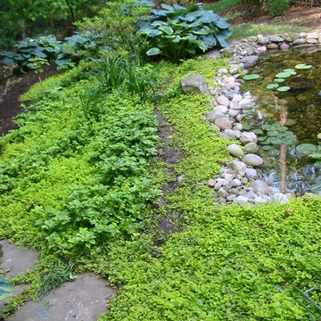 Lush Front Yard