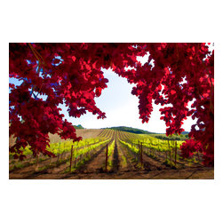 Douglas Page Photographic Arts - Red Leaf Vineyard, Canvas Giclee - Photographs