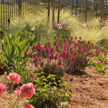 Arresting Dunes - Coastal Gem Garden