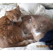 Photo de Susan Rovell-Rixx