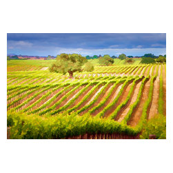 Douglas Page Photographic Arts - Wine Country Rows - Photographs