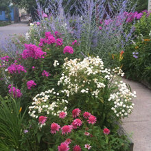 Landscape Ideas