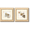 Deborah Schenck 'Postal Shells' Framed Print 23"x23", Set of 2