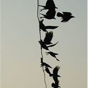 Rachel O'Sullivan's photo
