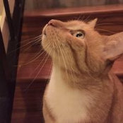 Nadia Pavlevska's photo