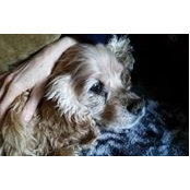 Pete Palermo's photo