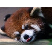 Elizabeth Dutton's photo