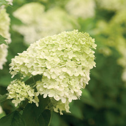 'Limelight' Hardy Hydrangea - Area Rugs