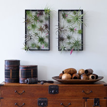 Air Plants