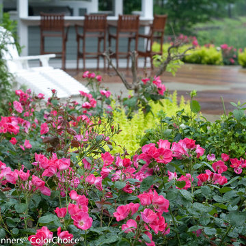 Home Run® Pink Landscape Rose