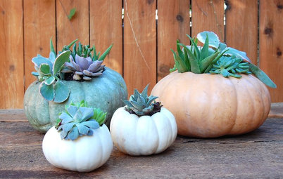 DIY: Pumpkins and Succulents Combine as Holiday Decor