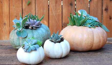 DIY: Pumpkins and Succulents Combine as Holiday Decor