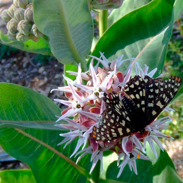 Checkerspot butterfly feeding on Showy milkweed