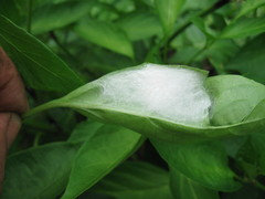 Cocoon like web under pepper leaf