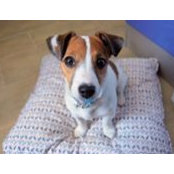 Fray Jack Russelさんの写真