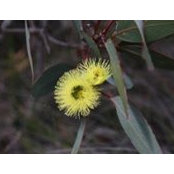 Jacqueline Trager's photo