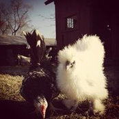 Chkn Bones foto