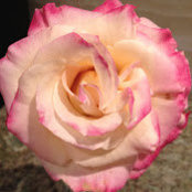 Dorothy D.'s photo