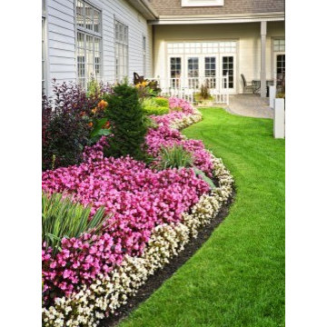 Best Lawns