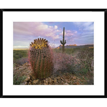 Saguaro And Giant Barrel Cactus, Saguaro National Park, Arizona, 30"x24"