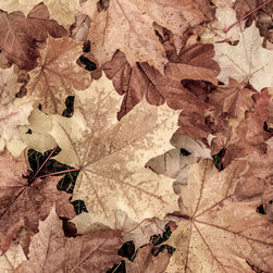 Douglas Page Photographic Arts - Autumn Leaf Design 2, Canvas Giclee - Prints And Posters