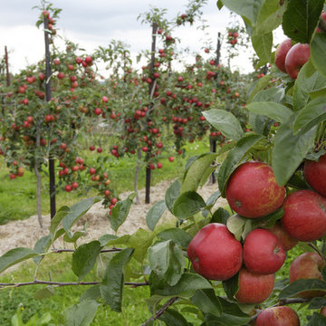 Orchard Pruning | Fruit Tree Expertise