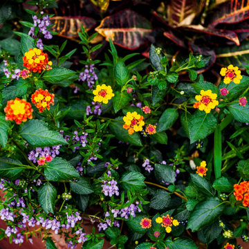 Seasonal Color