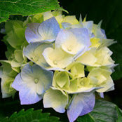 Mark Anderson's photo