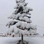 Antoinette Constantine's photo