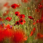 Diane Thornton's photo