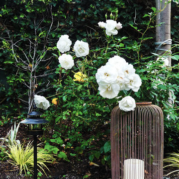 Aromatic Moon Garden