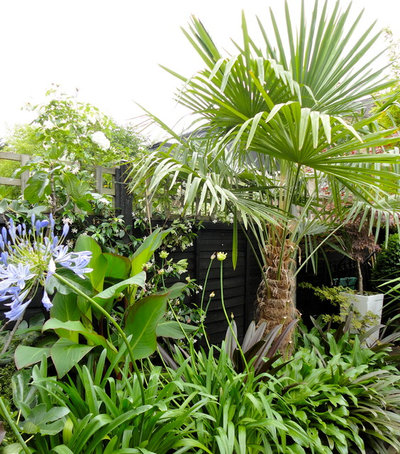 Tropical  by antonia schofield garden design