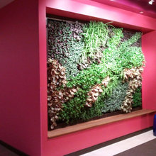 Living Wall