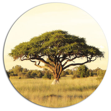 Acacia Tree On African Plain, African Landscape Disc Metal Artwork, 11"